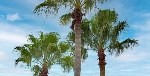 Castellina Community Irrigation Case Study form background image Castellina Community Irrigation Case Study form background image