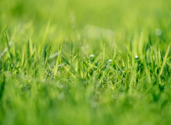 Close up of green grass